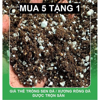 1Kg Đất Trộn Trồng Sen Đá, Xương Rồng Cao Cấp Giàu Dinh Dưỡng, Tiện Lợi