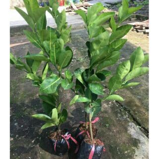 Chậu cây chanh không hạt (cao 40-60cm)