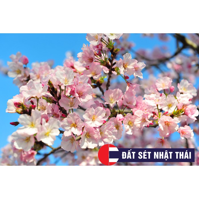 KHUÔN CẮT HOA ANH ĐÀO SAKURA 5 CÁNH LÀM HOA ĐẤT SÉT, HOA ĐƯỜNG, XÔI HOA ĐẬU, HOA BÁNH KEM, RAU CÂU