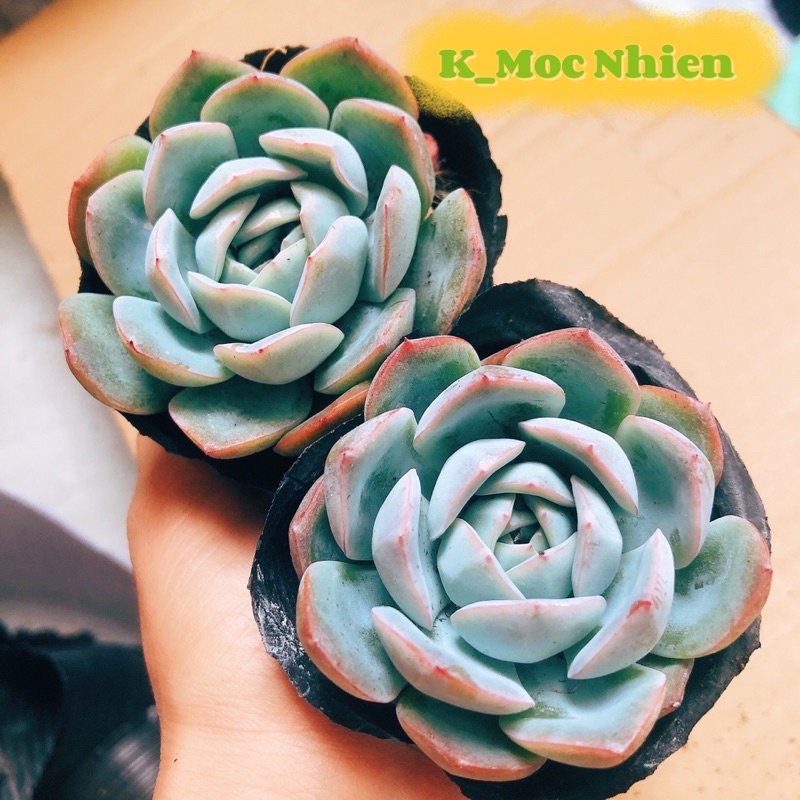 SEN ĐÁ HOA HỒNG PHẤN (6-7cm) Cực Xinh