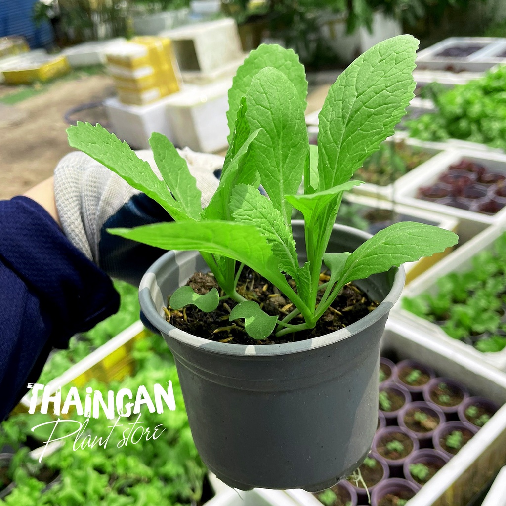 Cây Giống Cải Xanh - Vườn Ươm Thái Ngân