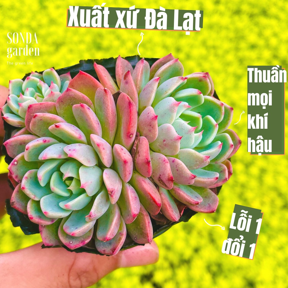 Sen đá nana SONDA GARDEN size bé 5-8cm, cây cảnh trang trí nhà cửa, lỗi 1 đổi 1