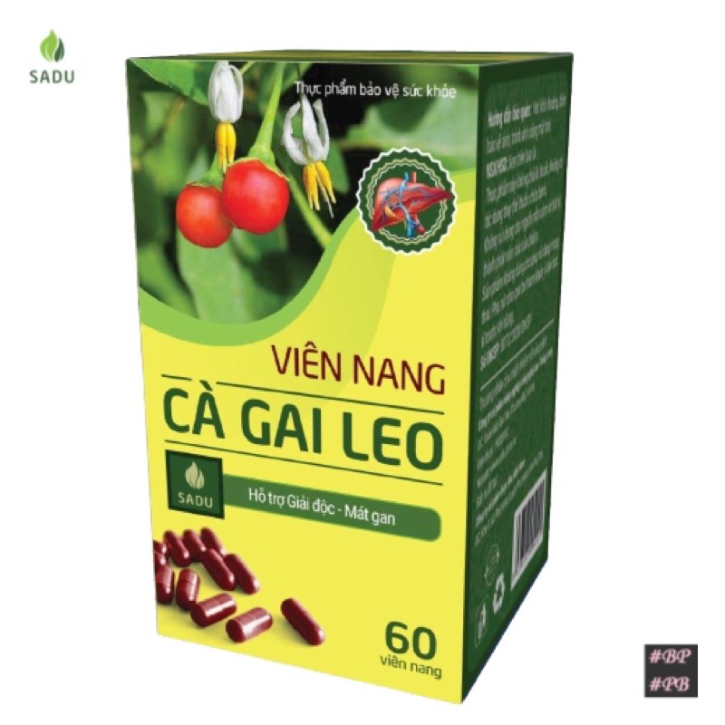 [MẪU MỚI] Hộp 60-100 Viên nang CÀ GAI LEO SADU