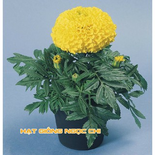 Hạt Giống Hoa Cúc Vạn Thọ Mỹ - 50 Hạt