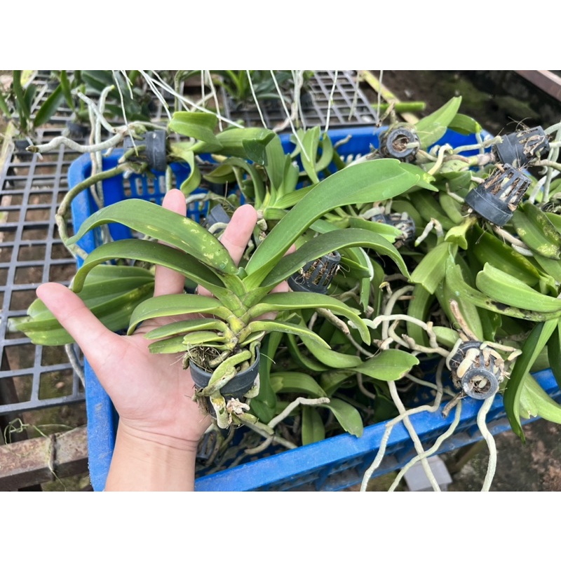 Đai Châu Lá Lỗi Giá Rẽ