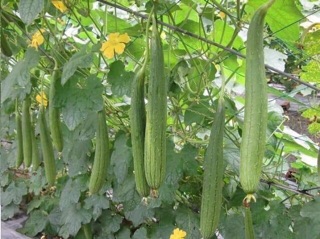 Hạt giống mướp hương thái quả dài