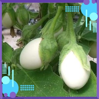 Hạt Giống Cà Trứng Ngỗng F1 Thái Lan .