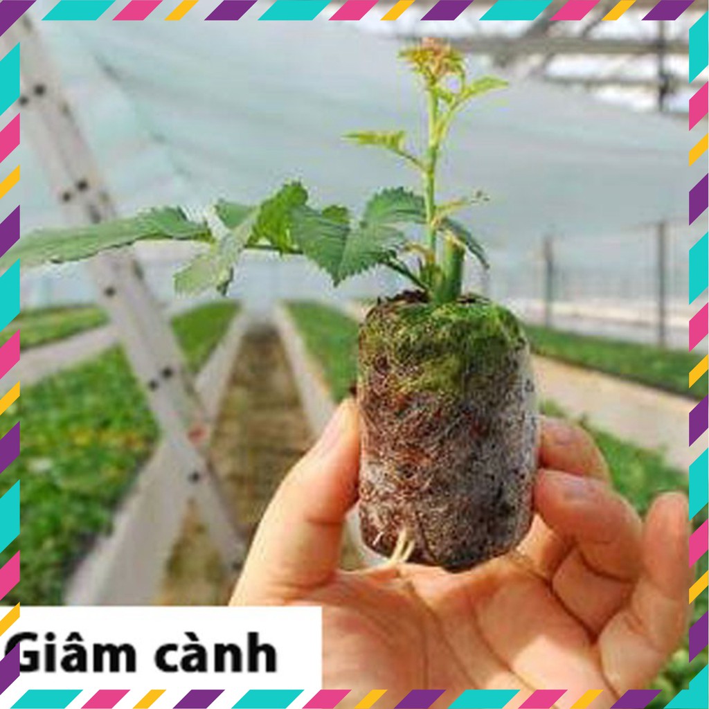 [20 viên] Viên Nén Xơ Dừa_Viên Nén Ươm Hạt_Ươm Lan_Giâm Cành Hiệu Quả Nhất