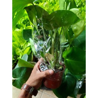 Trầu Bà Lá Xẻ ( để bàn )