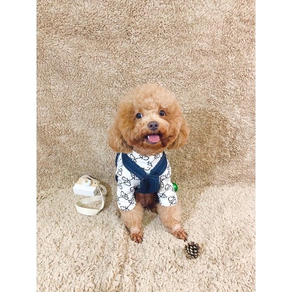 Áo thun CK cổ lọ cho thú cưng/Áo thu đông cho chó mèo