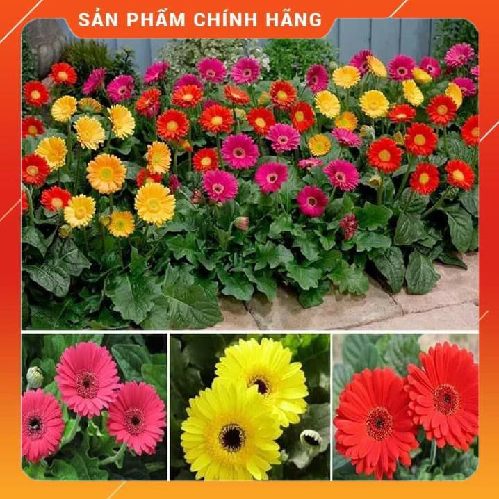 Hạt Giống Hoa Đồng Tiền Mix F1