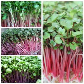 Hạt giống Mầm củ cải đỏ đỏ 50gr-NHN