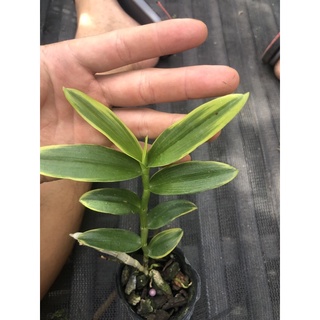 Trầm tím đột biến lá biên hoa siêu thơm