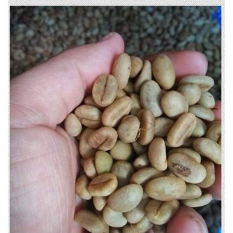 1KG HẠT GIỐNG CÀ PHÊ XANH LÙN