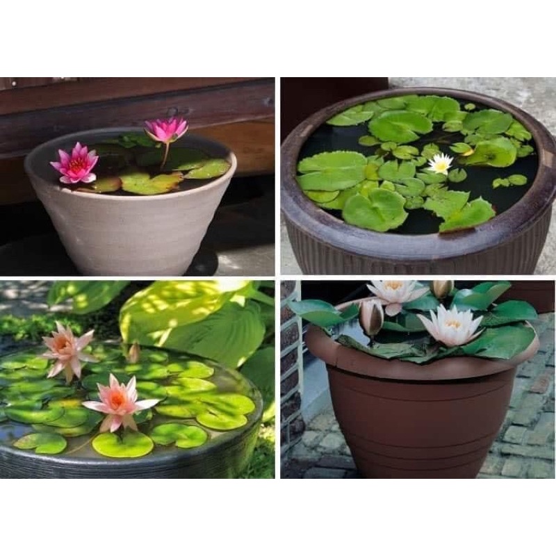 Hạt Hoa Súng Thái Ngũ Sắc