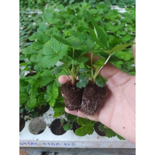 10 cây dâu tây Nhật hoa đỏ cấy mô trong vỉ