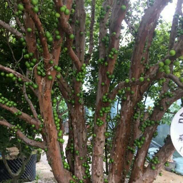 Cây nho thân gỗ thường loại nhớ cao 60-70cm