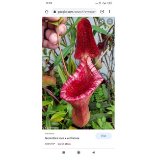 nắp ấm lowill x ventricosa size nhỏ