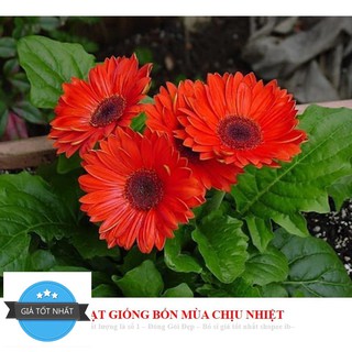 GÓI 100 HẠT GIỐNG HOA ĐỒNG TIỀN MIX ĐẾN MÙA TRỒNG TẾT