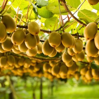 KIWI ruột vàng Thái lan