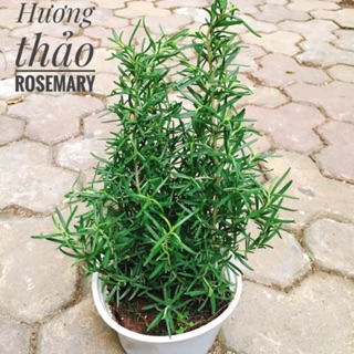 Cây Hương thảo - Rosemary loại nhỏ