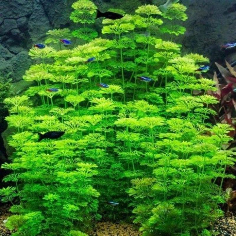 15 nhánh Tiểu Bảo Tháp thủy sinh [chỉ ship tỉnh phía Nam]