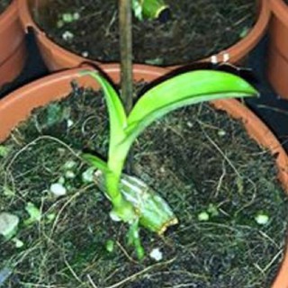 Sản Phẩm Hoa lan -5ct ngọc sơn cước