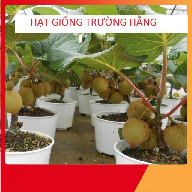 Hạt Giống Kiwi Lùn Giàu Dinh Dưỡng Gói 20 hạt