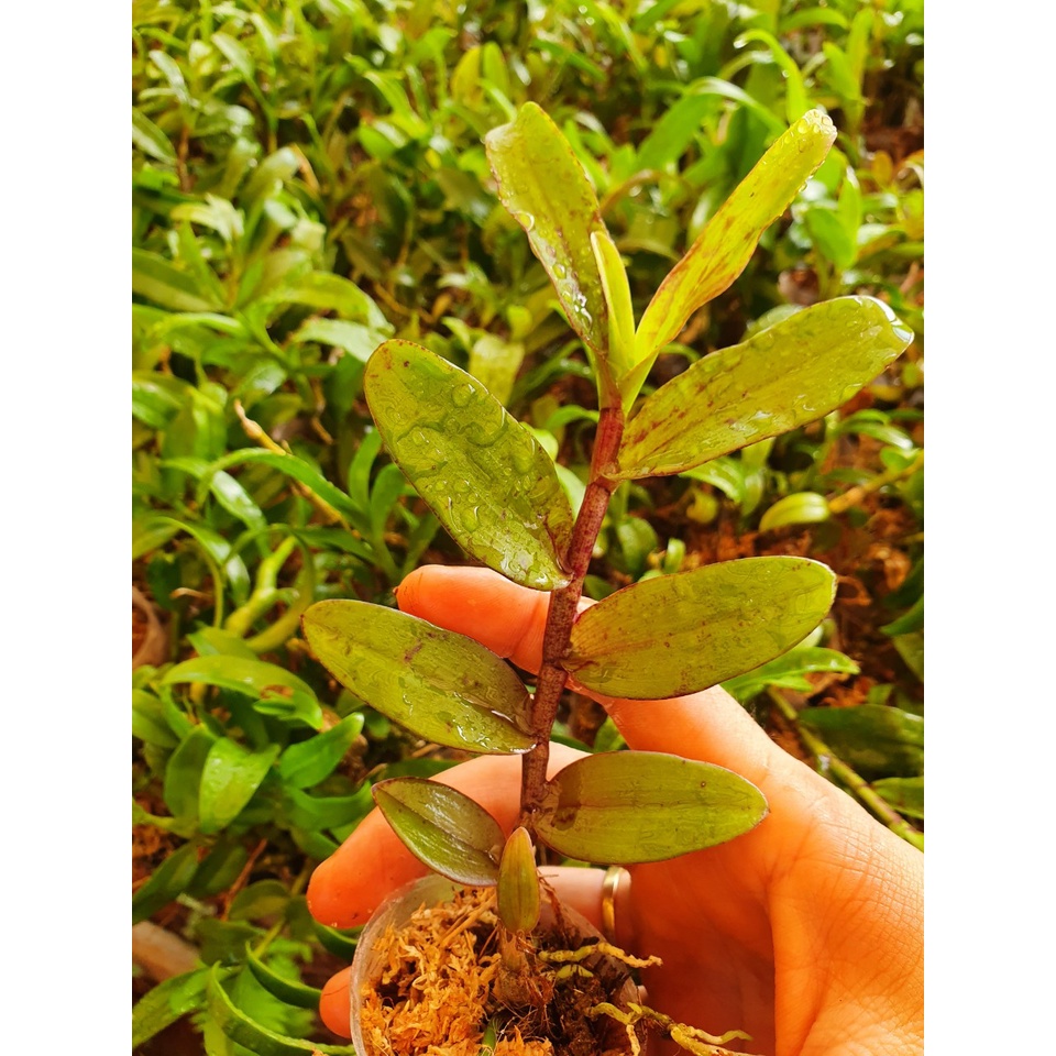 [Ảnh thật] giã hạc mắt mù bao đẹp