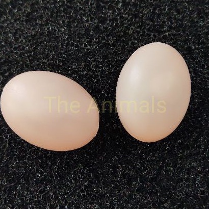 Trứng chim bồ câu giả Halosung Trứng chim phụ kiện lồng chim PK18