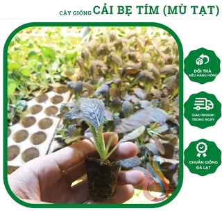 Cây rau giống cải bẹ tím, cải xanh tím, cải mù tạt