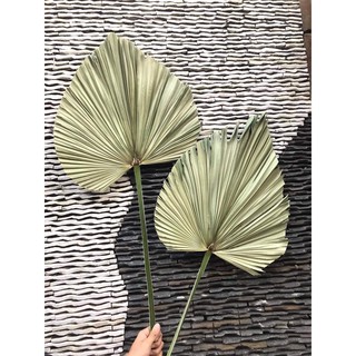 Lá cọ khô ( chuyên sỉ sll)