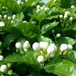 Chậu Lài Trà