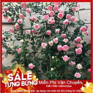 Hạt Giống Hoa Hồng Leo Pháp