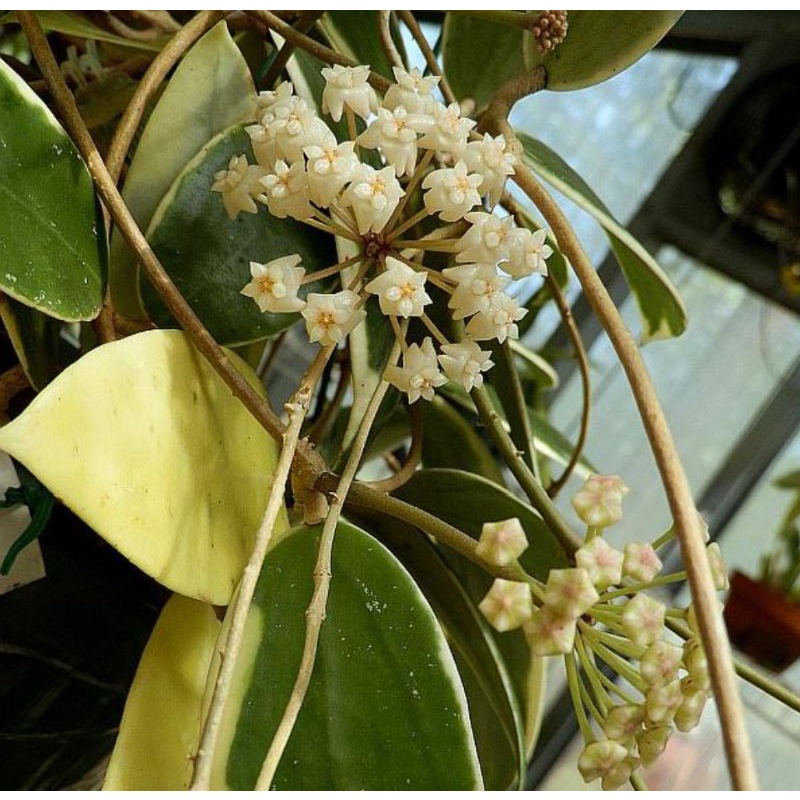Cẩm cù Hoya Acuta var
