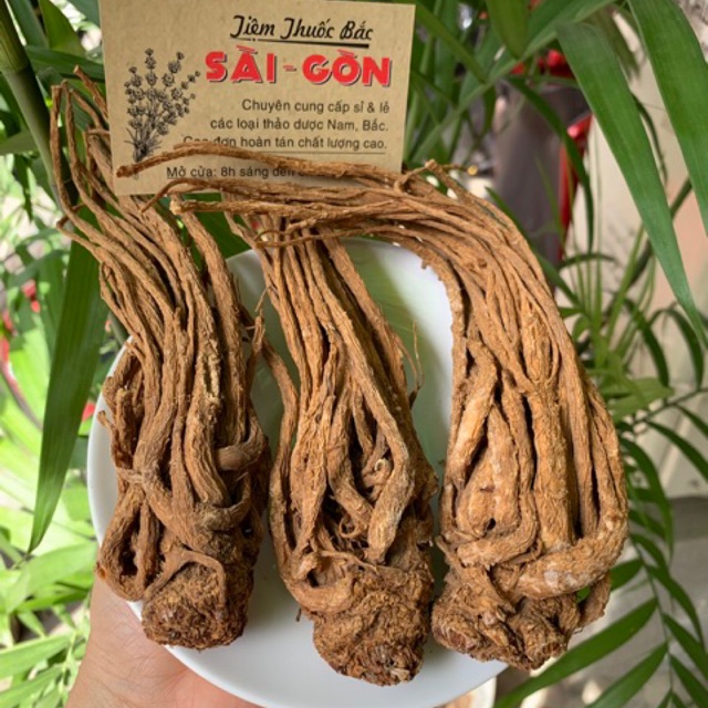 Sâm Đương Quy Củ 1kg - Sâm  Râu (Củ to, hàng đẹp, thơm ngon, date mới) - Tiệm Thuốc Bắc Sài Gòn