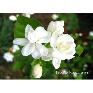 250G TRÀ NỤ NHÀI CHỌN LỌC