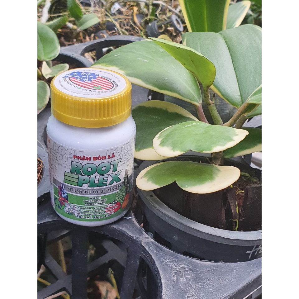 Phân bón lá hữu cơ Root Plex   Chai 100ml -Mai Huy