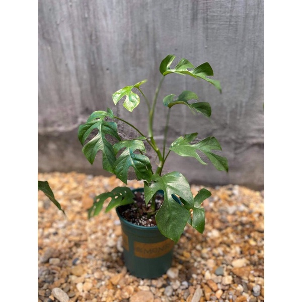 Philodendron rhaphidophora- mons mini