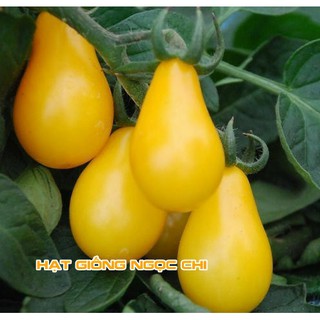 Hạt Giống Cà Chua Lê Vàng - 30 Hạt
