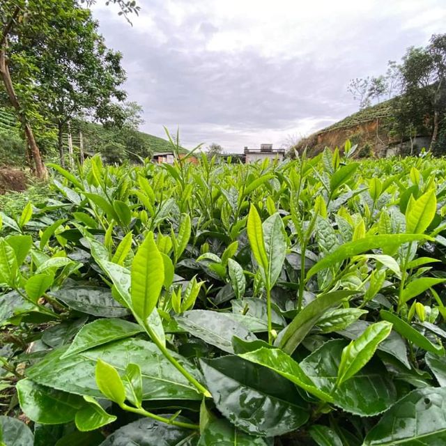 Chè Thái Nguyên ngon