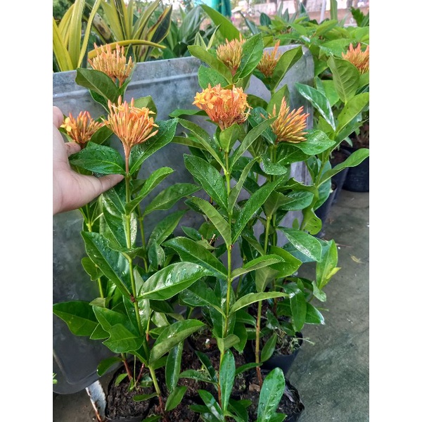 trang mỹ cam cao 35_45cm