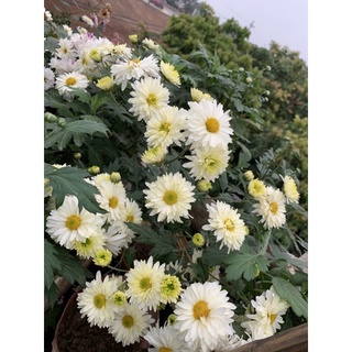 Cúc tiểu thư (cúc cổ) combo 5 cây