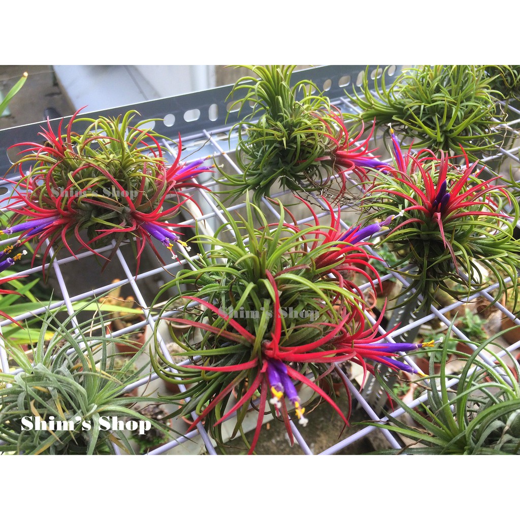 Clump (bụi) - Cây Không Khí Ionantha nhỏ (3-4 cây và cây con) - tặng móc treo
