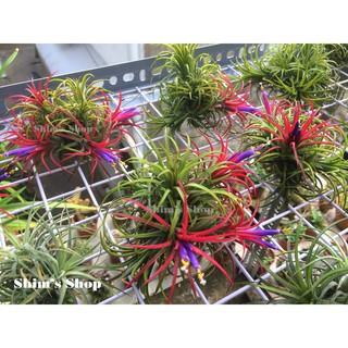 Clump (bụi) -  Cây Không Khí Ionantha nhỏ (3-4 cây và cây con) - tặng móc treo