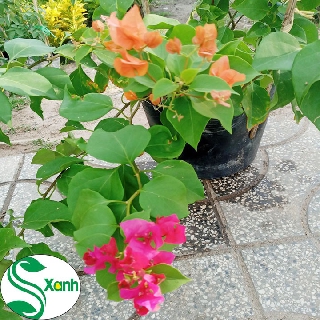 Cây Hoa Giấy Sai Bông