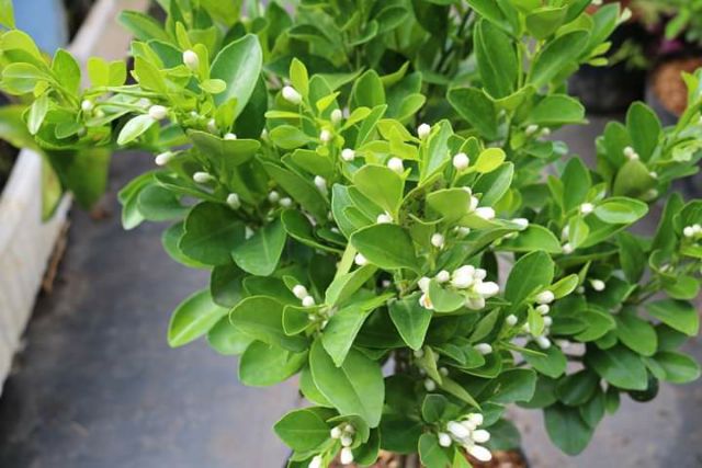 Tắc chua... đang hoa đang trái