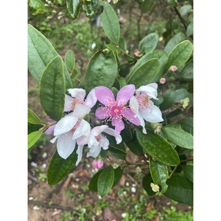 Cây sim rừng bầu zin (bầu lưới về trồng luôn)