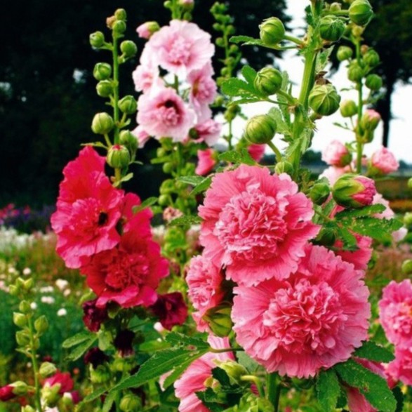 Hạt Giống Hoa Mãn Đình Hồng Mix Đủ Màu (gói 100 hạt, tặng phân)