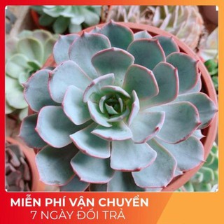 Chậu sen đá hồng phấn size đại